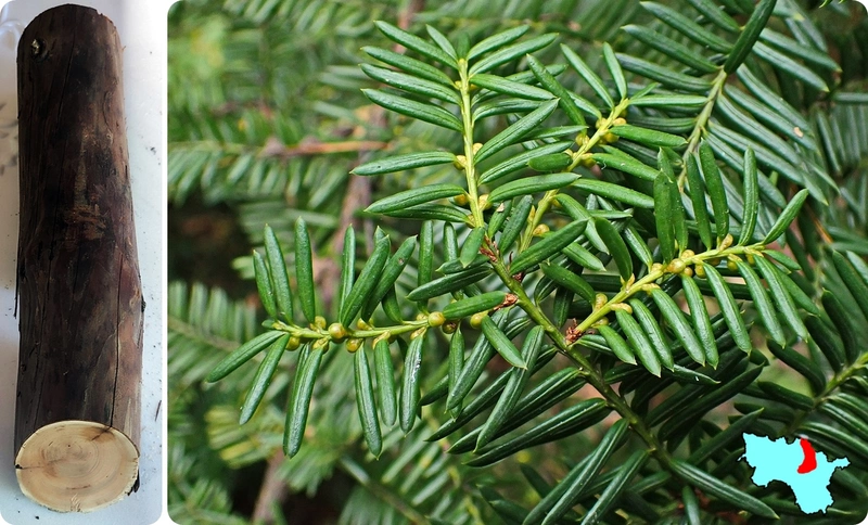 Деревья Кировского муниципального округа